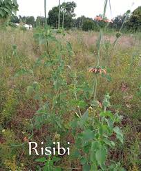 Image result for Laportea ovalifolia