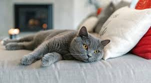 British Shorthair Kedinin Ozellikleri Nelerdir Eksi Seyler