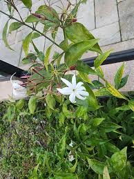 Image result for Jasminum dichotomum