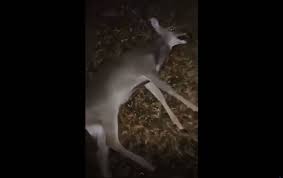 If you do have a cooler where you can hang it, properly aged venison can be compared to any prime beef steak…some even prefer it. Ms Coast Men Arrested For Animal Cruelty Over Deer Hanging Biloxi Sun Herald