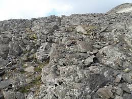 Image result for Umbilicus botryoides