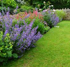 Cottage Garden Border Alchemilla Mollis Catmint Six Hills Giant Penstemon Delicate Pink Roses Cottage Garden Borders Urban Garden Garden Borders