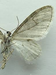 Image result for Trichopteryx