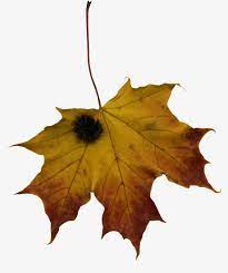 Dry Leaves Png And Clipart Dry Leaf Leaves Plant Leaves