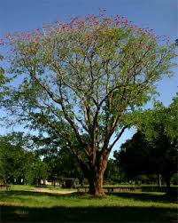 Image result for Erythrina livingstoniana
