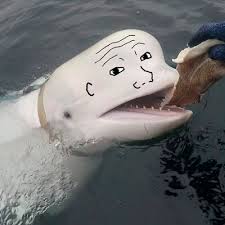 Whale