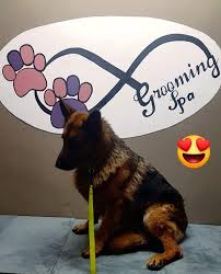 Check spelling or type a new query. Claws And Paws Pet Parlours In Gansbaai Xplorio Gansbaai