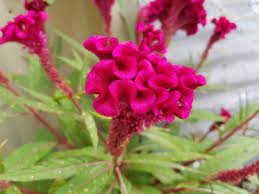 Cockscomb Brain Celosia Flower Celosia Flower Flower Garden Design Flowers