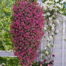 We like them, maybe you were too. 8 Best Hanging Basket Plants Hanging Basket Flowers