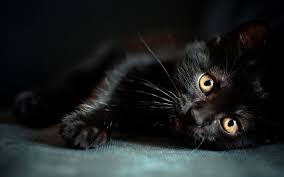 Affordable and search from millions of royalty free images, photos and black cat sitting with halloween pumpkin isolated over white background vector illustration. Black Cat Hd Desktop Wallpapers Top Free Black Cat Hd Desktop Backgrounds Wallpaperaccess