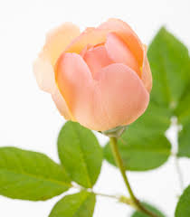 Wollerton old hall rose would get the perfect scores on almost all those dimensions. Rose Wollerton Old Hall Rosa Wollerton Old Hall Gunstig Online Kaufen