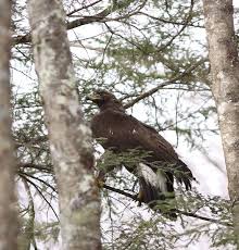 Discovering Virginia's Golden Eagles