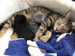 Ann M. Martin - Meet mama cat Eleanor Rigby and her two (approximately three-week-old) kittens, Maxwell and Prudence. This little family came to me just as I started my self-quarantine and they've