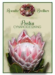 Pin On Protea Seeds