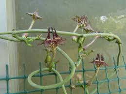 Image result for Ceropegia gracilior