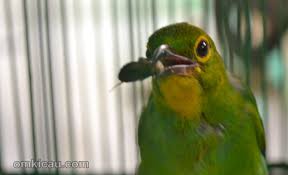 Di web kicaumania.or.id misalnya pernah om bambang. Tips Menjinakkan Burung Cucak Hijau Yang Giras Banget Om Kicau