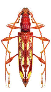 coptocercus quatuordecimsignatus weird insects bugs and insects longhorn beetle
