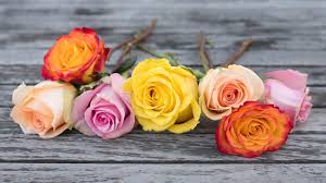Wearing clothing from urban outfitters or brandy melville or something else that's popular now makes this way of life a sub culture in society. Ask Ella Do Different Colored Roses Have Different Meanings Garden Collage Magazine