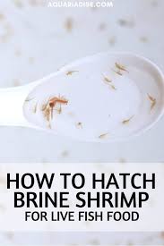 Brine shrimp eggs and hatchery. Brine Shrimp Benefits Growth Tips Aquariadise