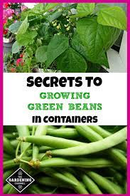 If you have only small place to grow bottle gourd, you can grow it in a pot, spread the vine on trellis or roof. The Urban Gardener S Guide To Growing Green Beans In Containers Gardening Channel