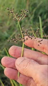 Image result for Fimbristylis miliacea