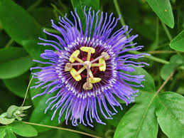 Check spelling or type a new query. Passiflora Incarnata Purple Passion Flower World Of Flowering Plants