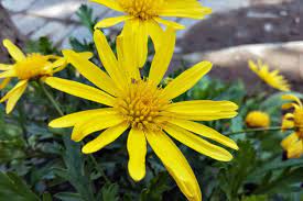 Narrowing down what type of flower seedling you are identifying will help ensure that you don't pull it as a weed and it is always fun to take time to observe your flower seedlings and try and figure out what's coming up. Flowers That Look Like Sunflowers 8 Types With Pictures Garden Tabs