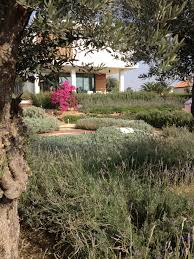 Mediterranean Garden Cyprus Designed By Maria Paraskevaidou