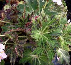 Image result for Begonia princeae