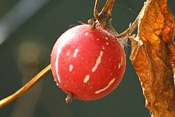 Image result for Diplocyclos