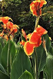 Full sun, moderate to heavy shade. 25 Best Full Sun Perennials Plants Flowers For Sunny Gardens