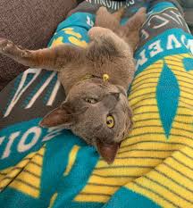 Find russian blue in cats & kittens for rehoming | 🐱 find cats and kittens locally for sale or adoption in canada : Photos Meet 35 Of The Adorable Pets Adopted In The Dc Area During Quarantine