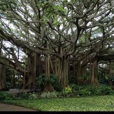 Maybe you would like to learn more about one of these? Cypress Gardens Florida Cypress Gardens Florida Cypress Gardens Banyan Tree