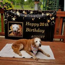 We did not find results for: Meet August The World S Oldest Golden Retriever At 20 Years Old
