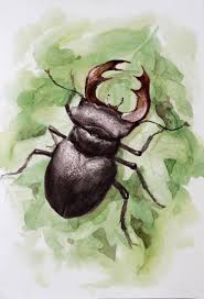 This Item Is Unavailable Stag Beetle Beetle Illustration Beetle Art