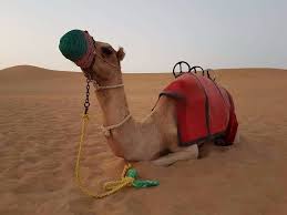 Going to dubai and coming back without a camel ride, is something that. Camel Safari Dubai Camel Riding Best Camel Trekking Dubai