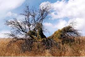 Image result for Loxodera bovonei