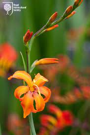 Crocosmia Cornish Copper Rhs Gardening Beautiful Flowers Garden Crocosmia Beautiful Flowers