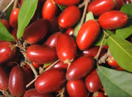 Most of these plants are shipped without berries on them, but the plants are of fruiting age and have fruited in the past. Buy Miracle Fruit Trees For Sale Pepesplants Com Tropical Fruit Trees For Sale Online At Pepe S Fruit Trees