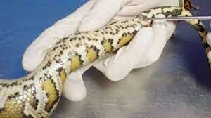Sexaje de serpientes: cómo identificarla | Animales Exóticos 24h