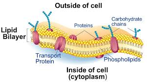 Cell biology is the study of cells, their physiology, structure, and life cycle. Structure Of The Cell Membrane Download Scientific Diagram