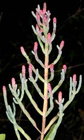 Image result for Sarcocornia