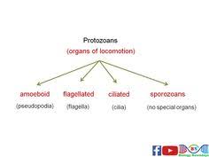 11 best biological classification images biology class 11