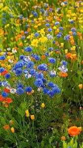 Pin Von Pamela Timmons Auf Wildflower Garden Schone Blumen Pflanzen Blumen