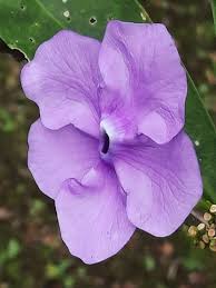 Image result for Brunfelsia pauciflora