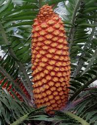 Image result for Encephalartos gratus