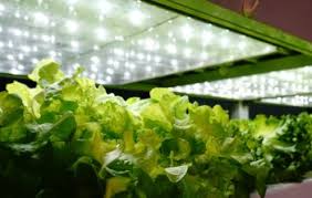 Azomite® has been shown to improve root systems, yields and general plant vigor in a variety of applications; What Is Azomite And How To Use It In Gardening Grower Today