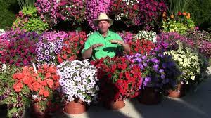 Traditional petunias favored cool weather and needed constant deadheading to continue blooming. Trailing Petunia Part 3 Youtube