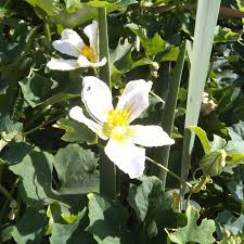 Image result for Lagenaria sphaerica