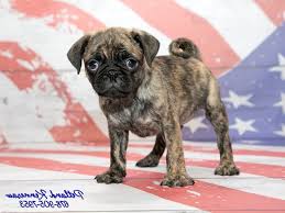 Check spelling or type a new query. Brindle Pug Puppies For Sale Petsidi